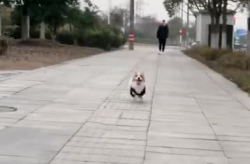 小姐姐分割狗肉,小姐姐与狗肉背后的残酷真相